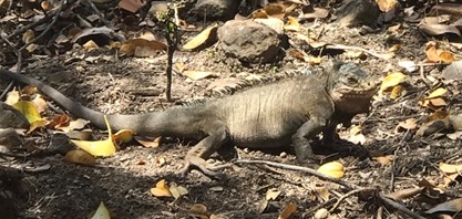 Iguane des Petites Antilles sur l’îlet Chancel 